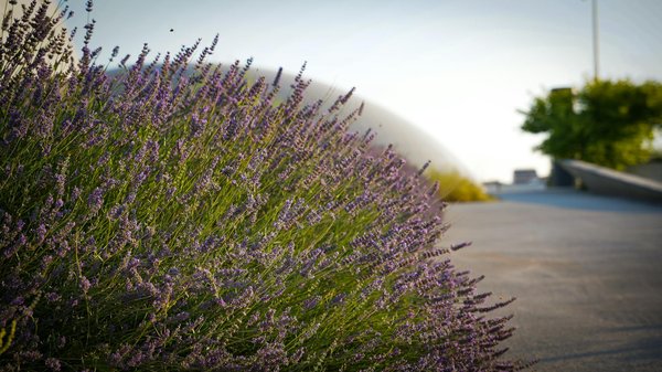Quelle marque de plancha gaz serait l'idéal pour des grillades réussis ?